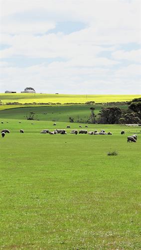 Sheep in Green Fields, WA. 